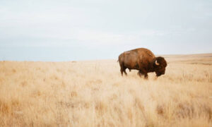 A '1 out of 10 million' buffalo is brought into the world at Wyoming state park. See photograph of the uncommon calf