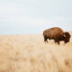A '1 out of 10 million' buffalo is brought into the world at Wyoming state park. See photograph of the uncommon calf