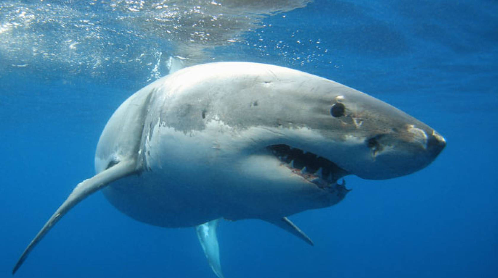 4 extraordinary white sharks recognized in waters off New York and New Jersey in front of Remembrance Day